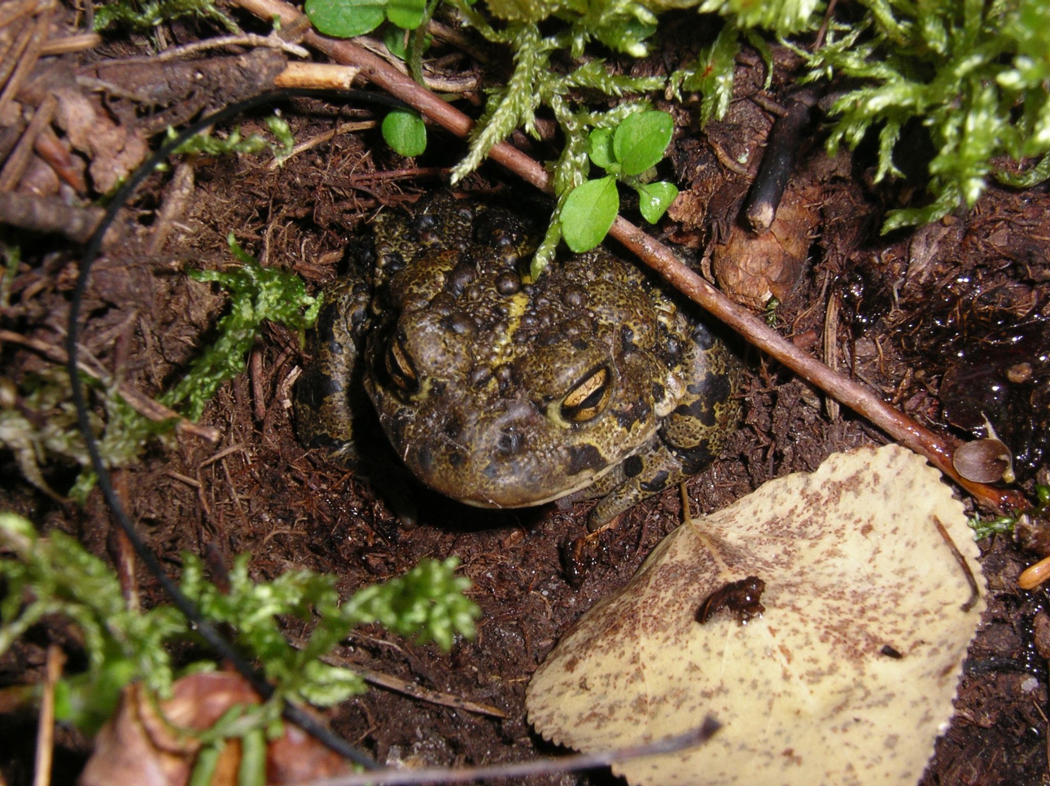 18   Boreal   female1 2005 09 02